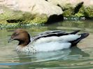 Australian Wood Duck (WWT Slimbridge April 2013) - pic by Nigel Key